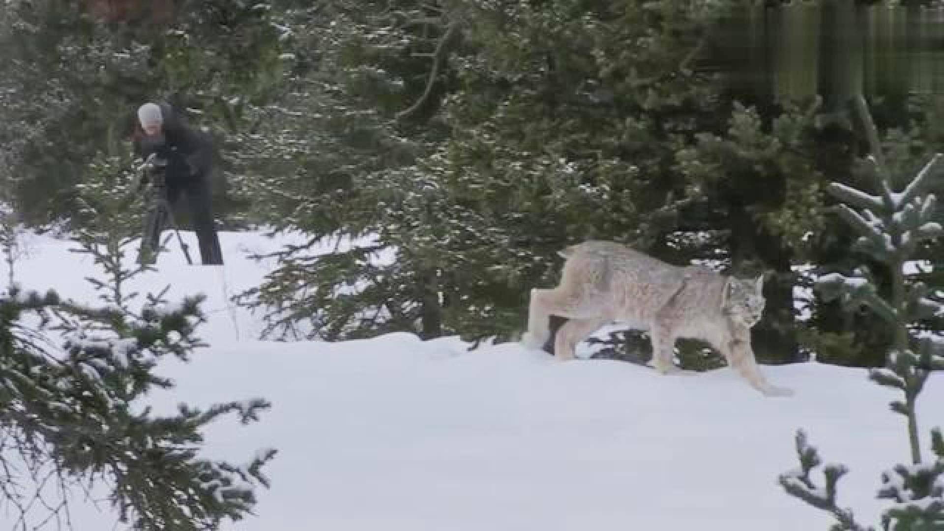 屠狼机器猞猁有多凶猛,猞猁屠狼小能手