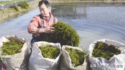 小龙虾养殖技术与推广,养殖小龙虾从投苗到出虾