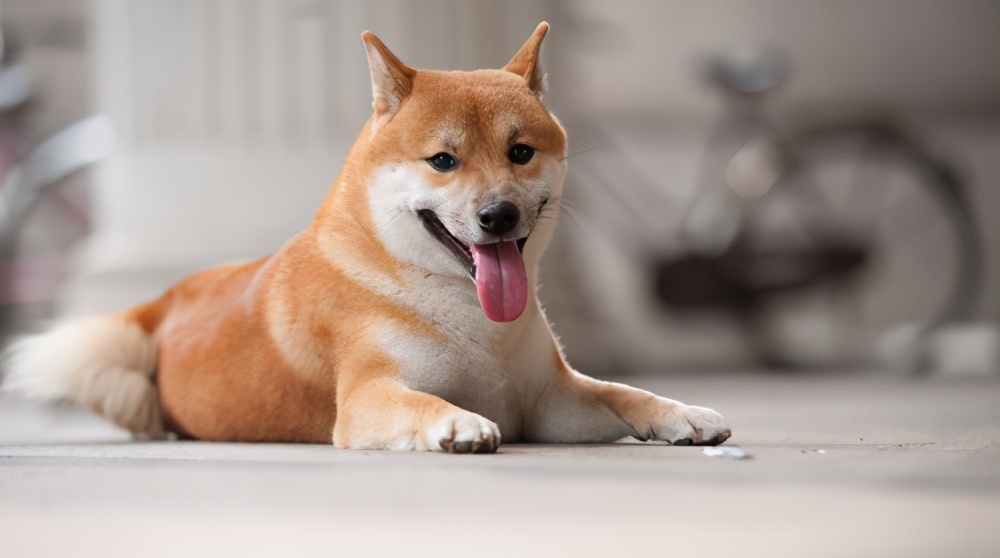 狗狗呕吐黄水是什么原因,狗狗呕吐黄水三天走了