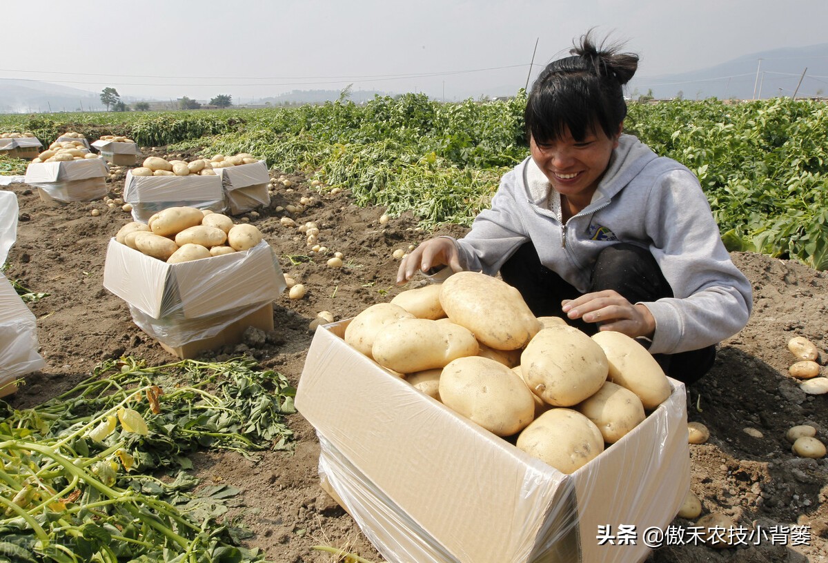 土豆高产种植技术全过程,秋土豆种植技术怎么才能高产