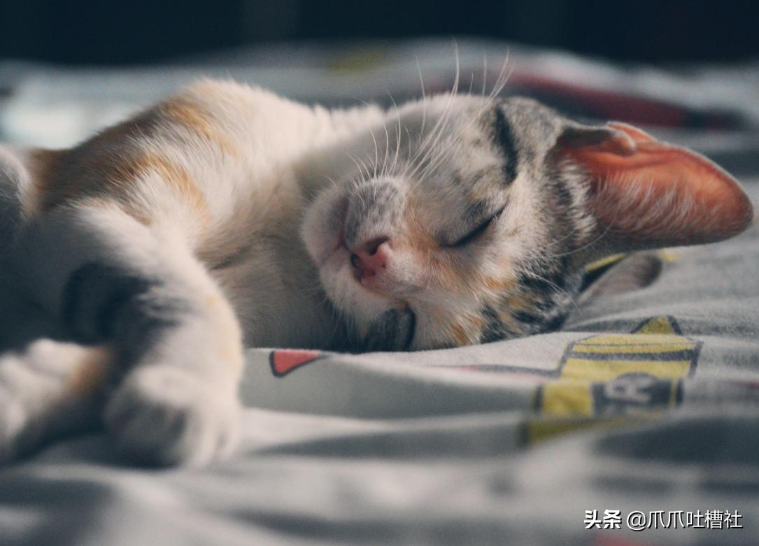 猫咪得了糖尿病,怎么办?给它喝点“糖盐水”