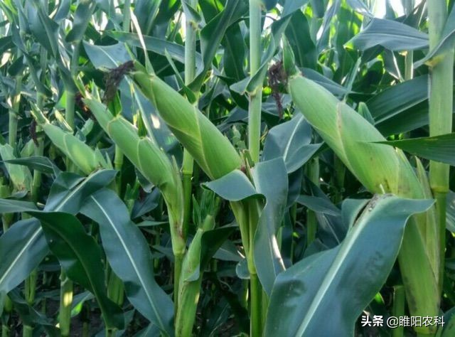 超高产玉米品种2118,特别高产的玉米