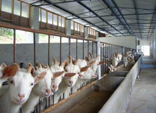 羊链球菌病的症状及治疗方法,羊链球菌感染的治疗