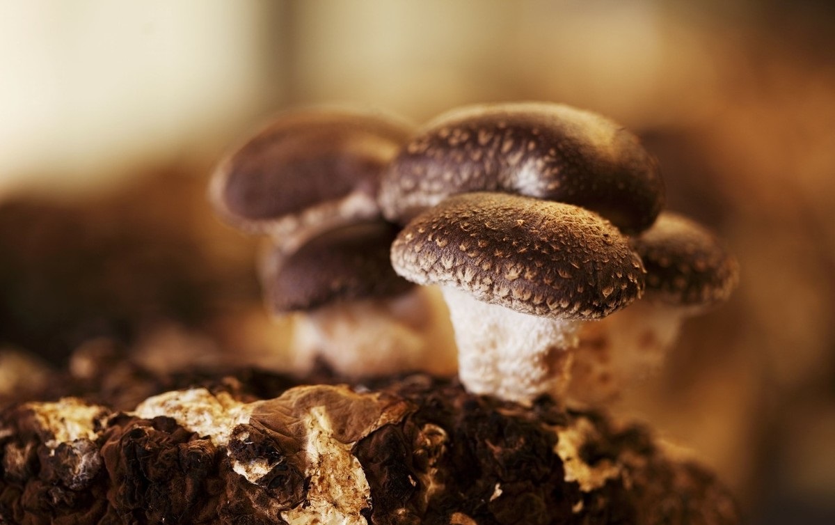 不懂病虫害,不懂预防疾病的案例