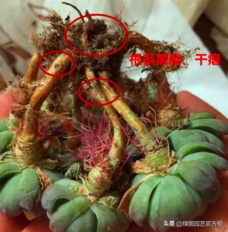 多肉唐印为什么夏天长气根,多肉蒂亚换盆之后出现气根和黄叶