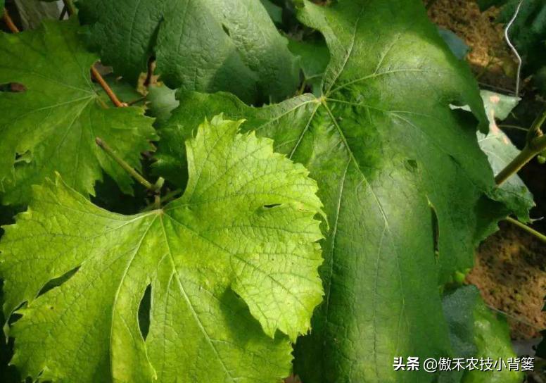 花卉绿植黄叶枯叶如何处理,花卉绿植黄叶原因是什么