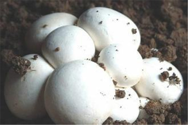 双孢菇高产高效栽培技术,双孢菇的高效栽培技术