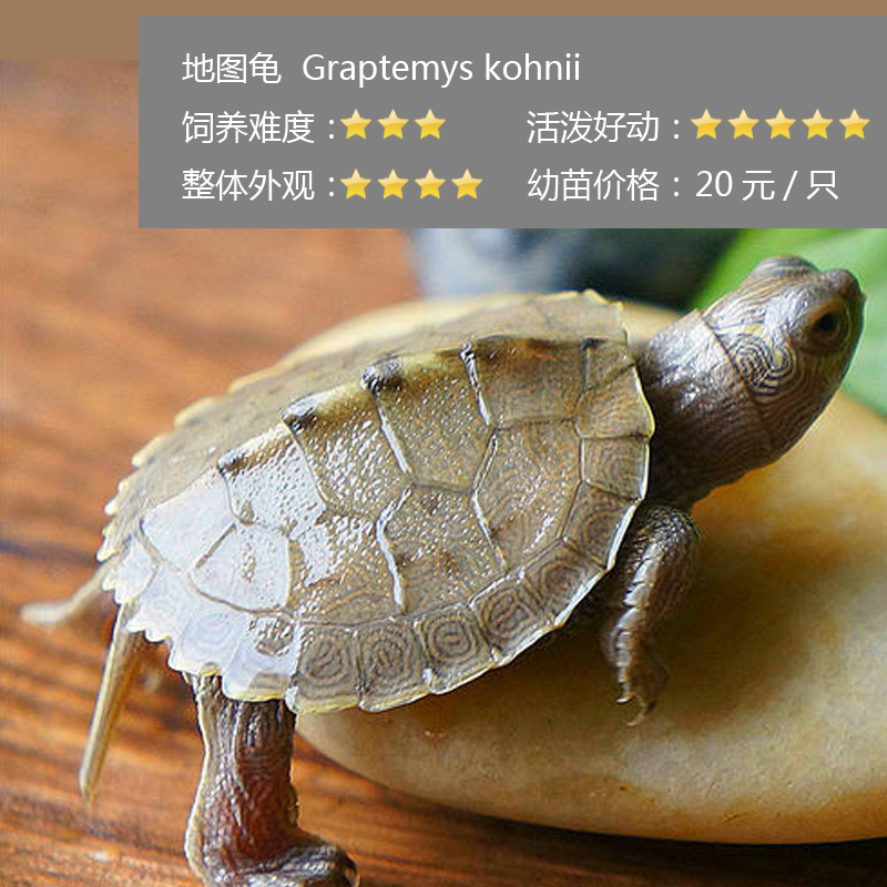 新手养龟买多大龟比较好养,新手养龟哪种龟最好养