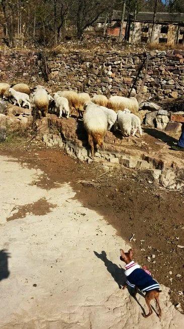 伸舌头的小鹿犬,爱洗澡的小鹿犬