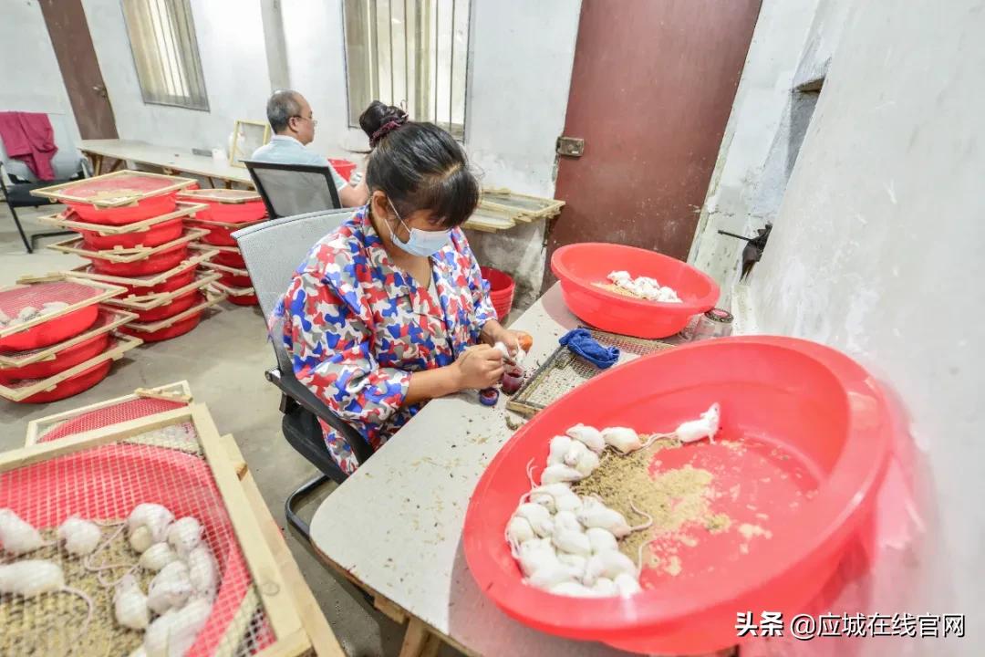湖北应城：小小一只鼠，实现年创收千万元