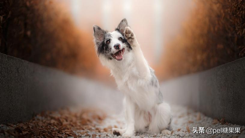 夏天快到了，狗狗中暑怎么办？这三点中暑知识需要你了解！