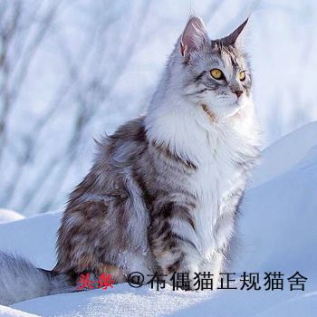 大型猫都有哪些品种？大型宠物猫的介绍和图片