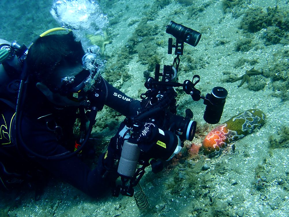 水摄之海参（3）:豹纹海参（安汶）