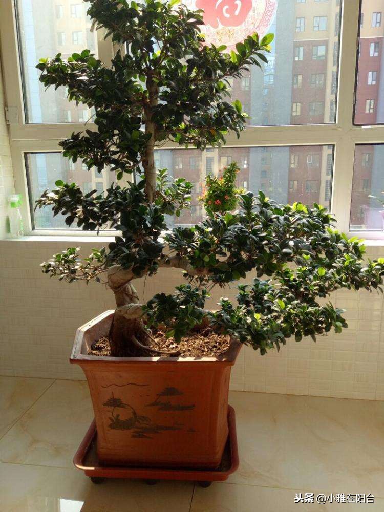 室内盆栽榕树的养殖方法,怎样养盆栽榕树最好