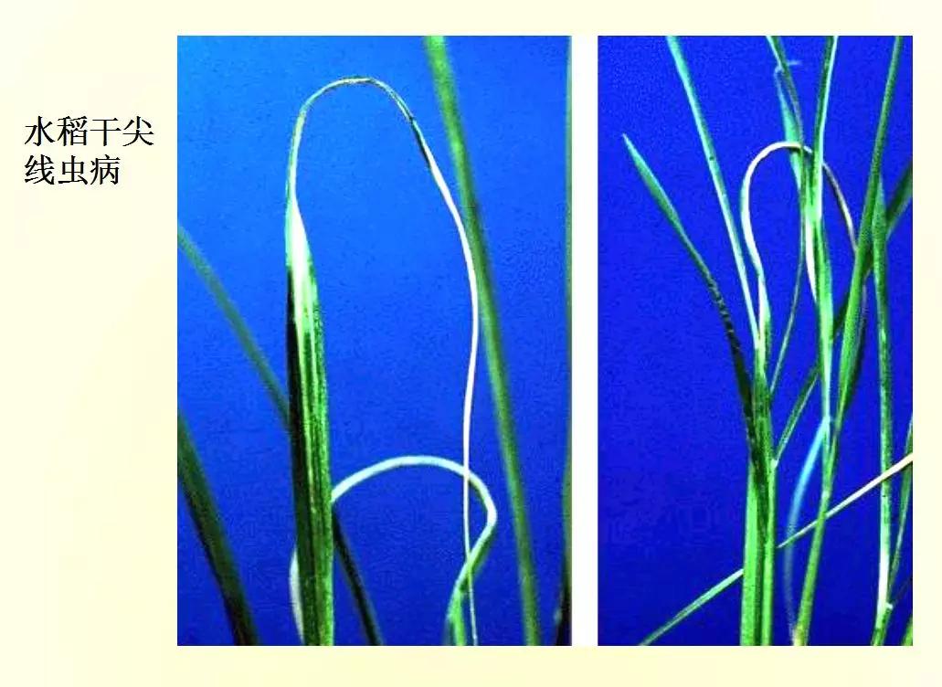 根结线虫病害及治疗方法,根结线虫危害全过程