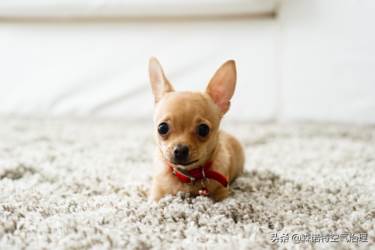 买来的地毯味道很大怎么散味,新地毯上有味道怎样处理