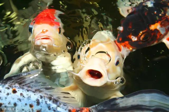锦鲤怎么喂食才肯吃食物,锦鲤喂食的正确方法图解