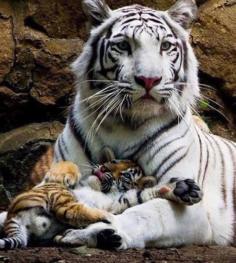 传奇虎王美元男:这只公虎两次作为“单亲奶爸”,养大了两窝虎崽