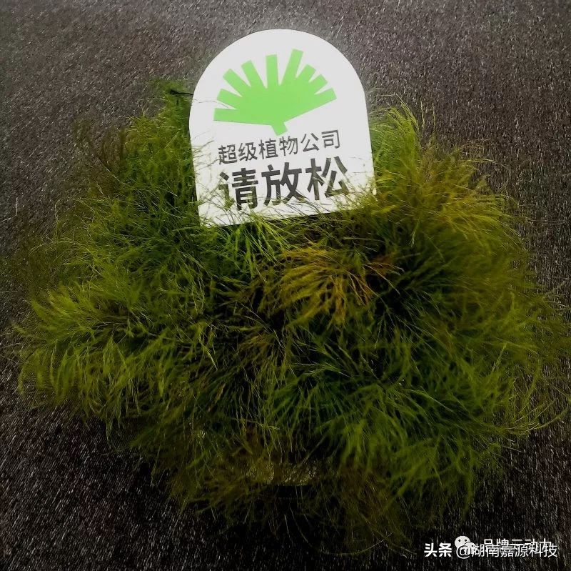 淘宝造物节值得去吗,淘宝上的造物节攻略