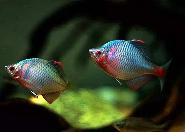 想养鱼要用加热棒吗,想养鱼又没有鱼缸