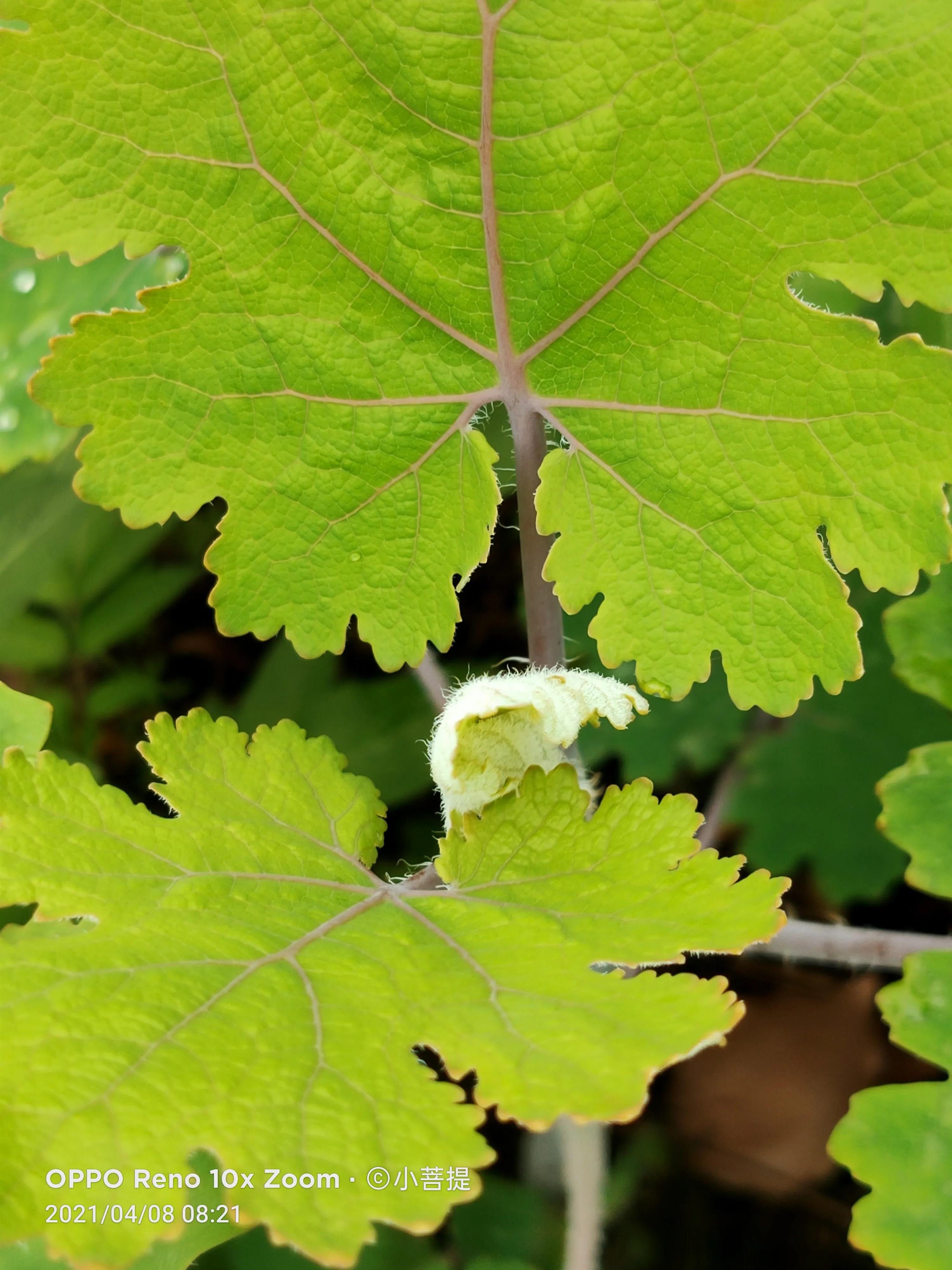 这种在草本里显得特别高大美丽的植物是罂栗的亲戚