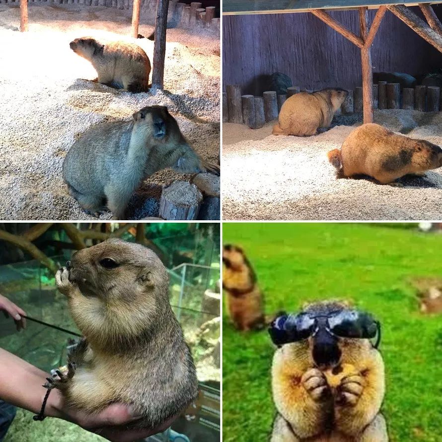 海洋剧场秀、丛林萌宠乐园、风车向阳花，昆明热闹新春，属于它