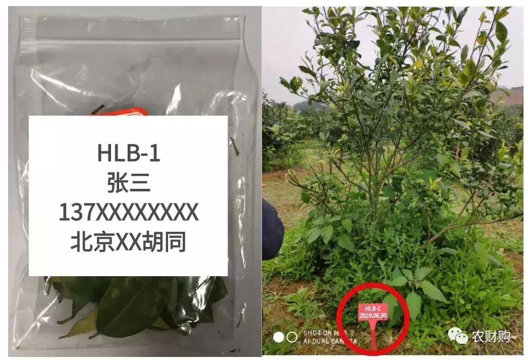 黄龙病检验阳性什么意思,黄龙病检测