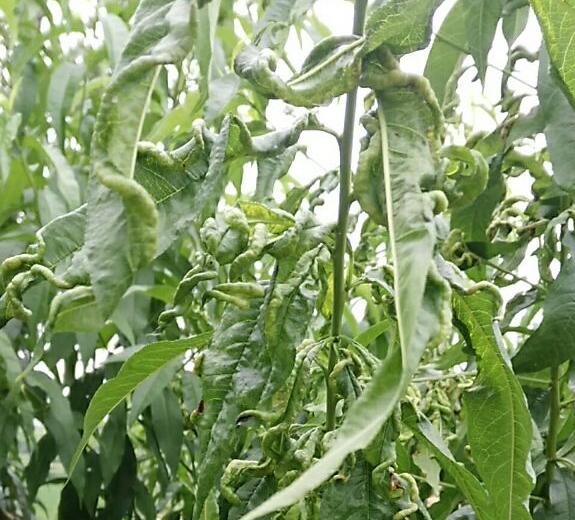 桃树叶子卷曲有虫怎么回事,桃树叶子卷曲是什么病虫害