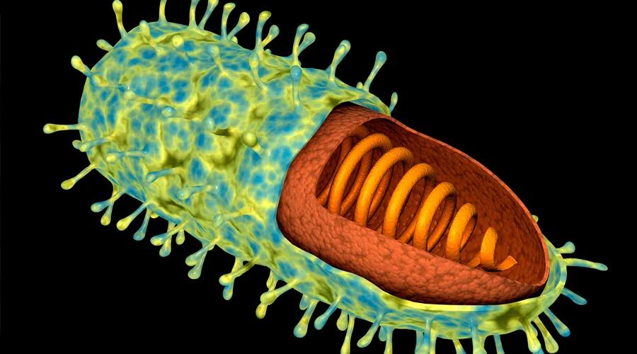 一个医生讲述狂犬病的自述,医生问诊狂犬病视频