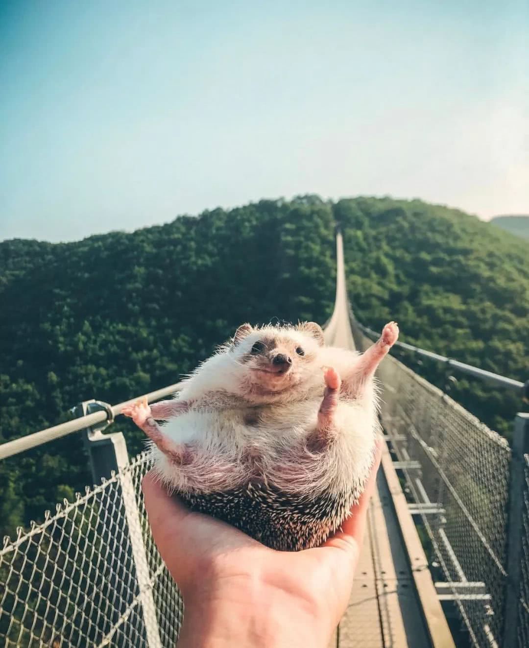 网红小刺猬——过成了你最想要的样子。