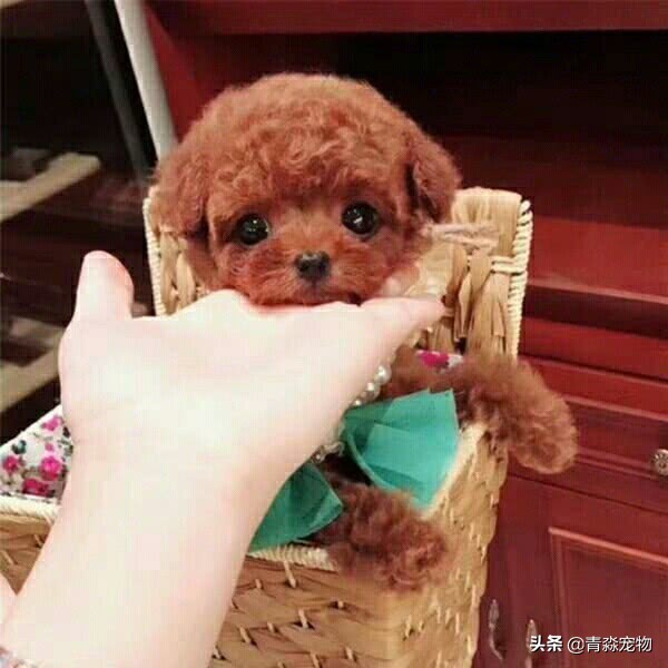 泰迪最后两颗牙齿牙结石怎么去,泰迪狗牙结石严重能吃什么啊