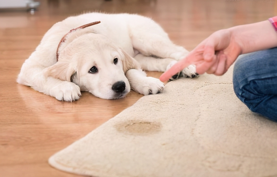 有教养的狗狗不会做这几件事,狗狗有这些行为说明它很需要你