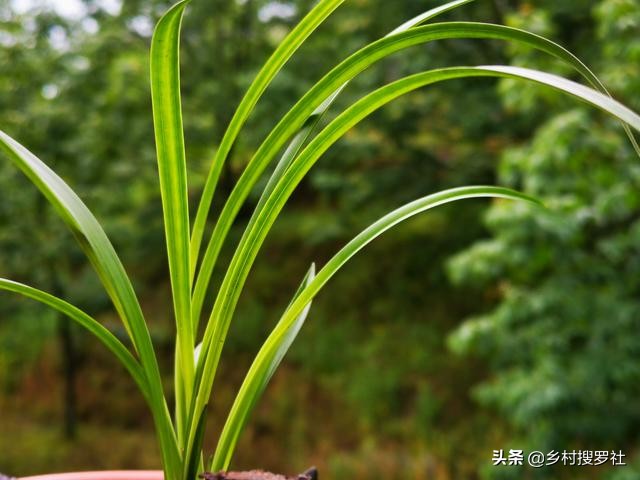 兰花叶片发黄是什么原因造成的,兰花黄叶的原因及改善方法