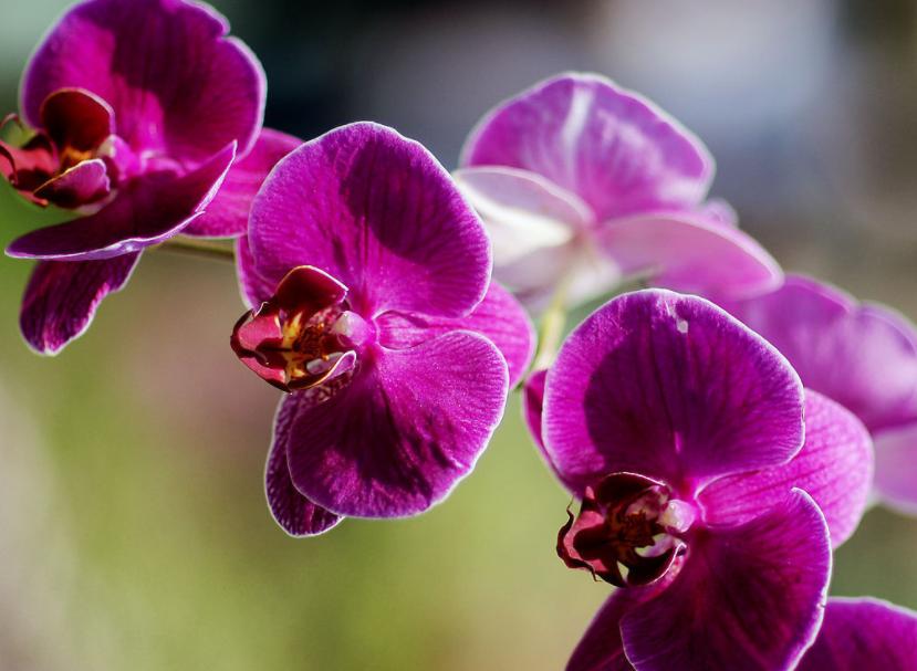 怎么选蝴蝶兰花梗,蝴蝶兰花如何挑选