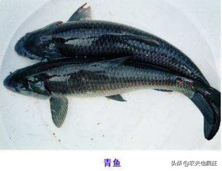 草鱼跟青鱼养殖技术,青鱼和草鱼有什么区别