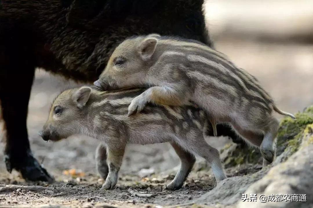 二代野猪养殖利润,养殖野猪投资多大