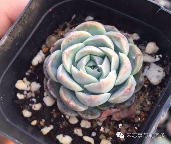 多肉月影系有哪些品种,月影系多肉品种大全