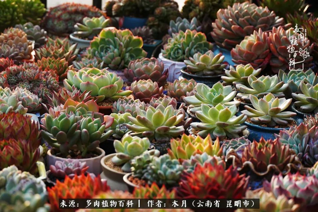 浅冬多肉，终有美好在等候