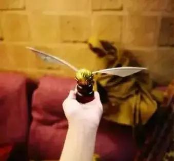 霍格沃茨校园生活,霍格沃茨男女版