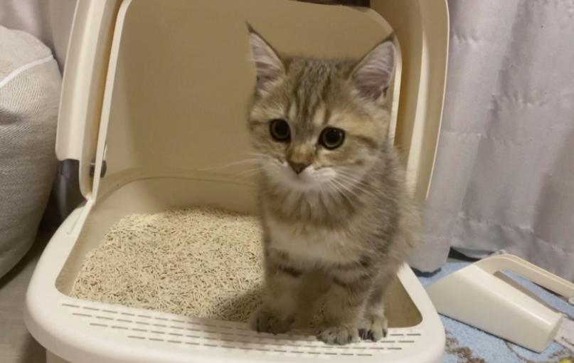 猫咪拉臭臭是什么原因,猫咪拉的臭臭是怎么处理的