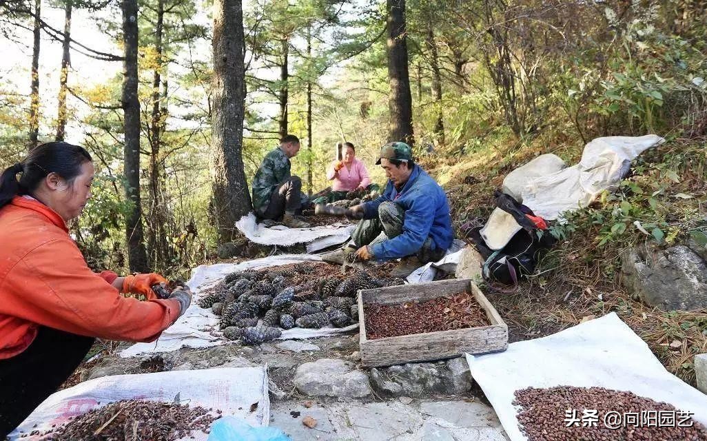 松果松子采摘,东北的松子是怎样采摘的