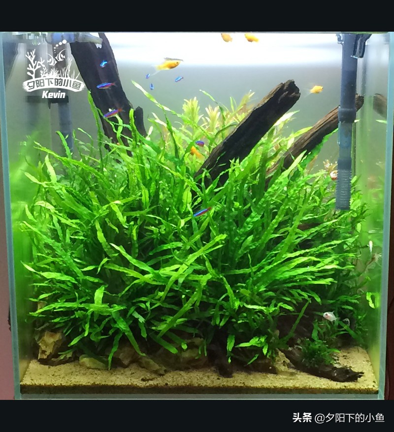 种水草需要水草泥还是水草沙,什么水草不需要水草泥或者沙