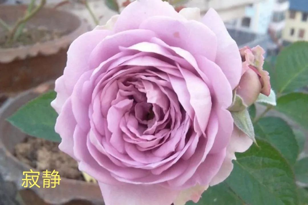 切花火焰月季的优缺点,常见切花月季一览