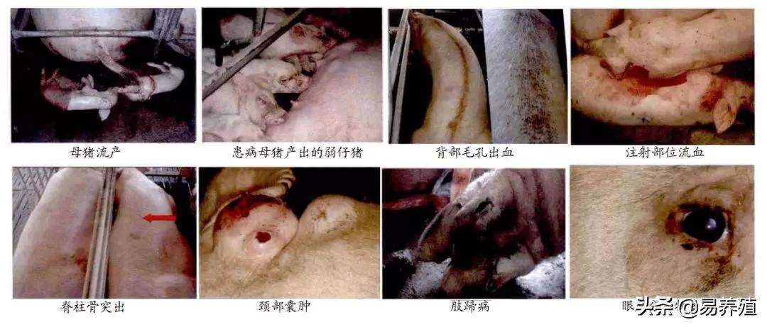 母猪亚健康怎么调理,母猪亚健康的治疗