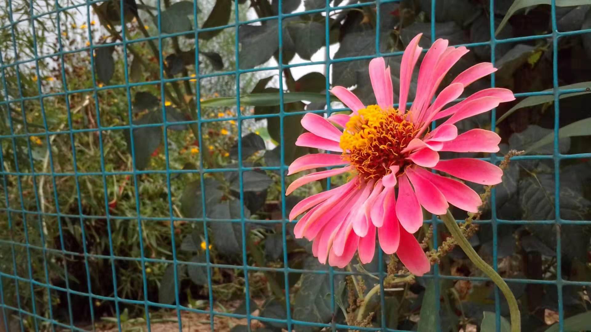 2代多亲ai助手,多亲ai助手值得入手吗