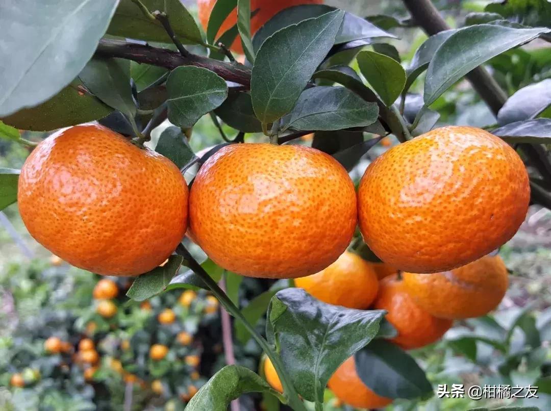 今年早熟蜜柑,今日沃柑沙糖桔价格