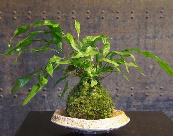 怎么养青苔盆景,苔玉盆景