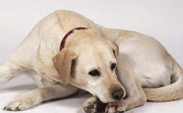 狗狗的行为特征描写,狗狗的行为有多暖