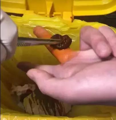 会咬鱼的观赏鱼,观赏鱼哪些不会咬人