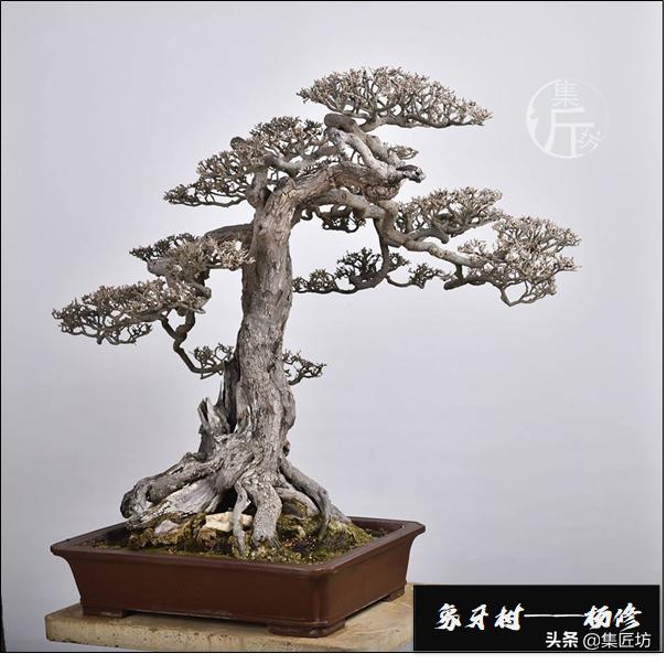 十字修剪法,十字花技法